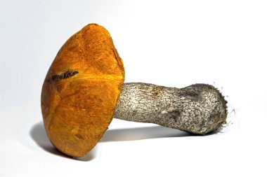 Leccinum mantarı beyaz arka planda izole edilir. Leccinum kırmızısı beyaz arkaplanda izole edildi.