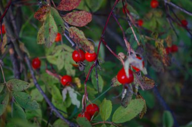 Köpek gülü böğürtlenlerine yakın çekim. Köpek gülü meyveleri. Rosa canina. Vahşi gül kalçaları doğada.