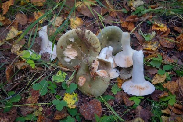 Edible Russula Mushroom Russula Aeruginea Green Sloping Cap Autumn Mushrooms — Stock Photo, Image