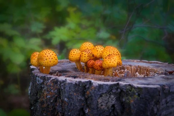 Golden Scalycap Fungus图库照片 免版税golden Scalycap Fungus图片 Depositphotos
