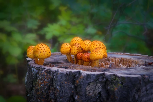 Golden Scalycap Fungus图库照片 免版税golden Scalycap Fungus图片 Depositphotos Golden Scalycap Fungus图库照片 免版税golden Scalycap Fungus图片 Depositphotos