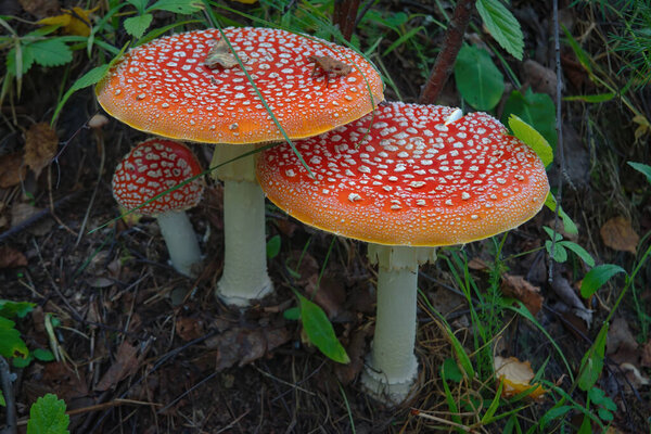 Fly Agaric Mushroom is a psychoactive basidiomycete fungus and inedible poisonous mushroom.