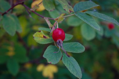 Köpek gülü böğürtlenlerine yakın çekim. Köpek gülü meyveleri. Rosa canina. Vahşi gül kalçaları doğada.