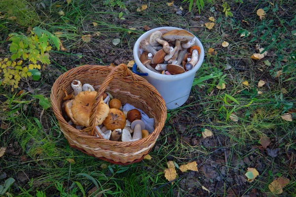 Basket Full Fresh Autumn Mushrooms Basket Fresh Forest Mushrooms Close — Stock Photo, Image