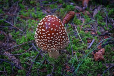 Fly Agaric Mantar, psikoaktif bazidiyomicete mantarı ve yenilemez zehirli mantardır..