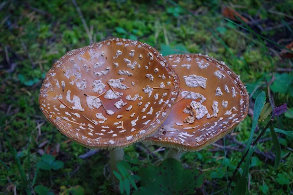 Fliegenpilz Ist Ein Psychoaktiver Basidiomycete Pilz Und Ungenießbarer Giftpilz — Stockfoto