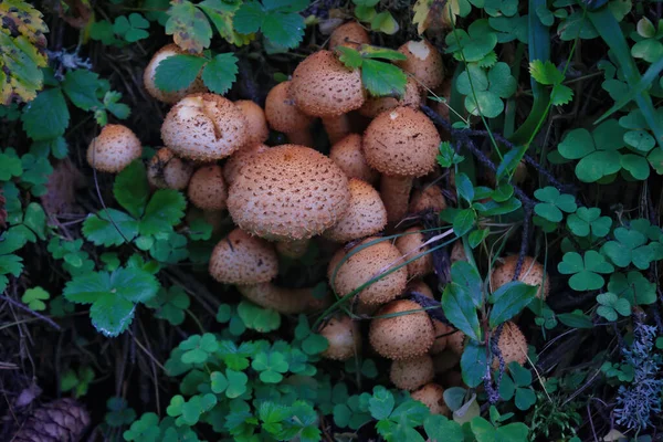 Golden Scalycap Fungus图库照片 免版税golden Scalycap Fungus图片 Depositphotos Golden Scalycap Fungus图库照片 免版税golden Scalycap Fungus图片 Depositphotos