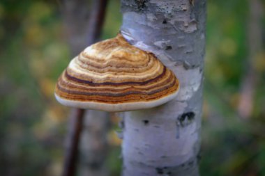 Fruit bodies of Ganoderma lucidum on the trunk of a tree close-up. clipart