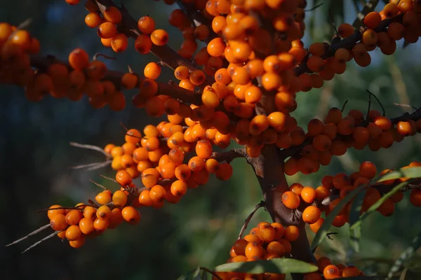 Sea-buckthorn branches, fruit and leaves on the shrub. Sea buckthorn berries, close up.