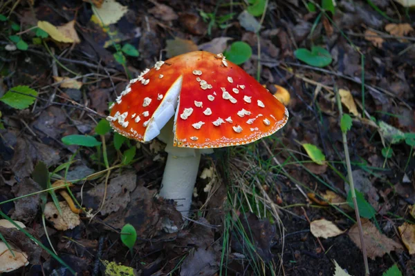 Mucha Agaric Mushroom Psychoaktywny Grzyb Podstawnokomórkowy Niejadalny Trujący Grzyb — Zdjęcie stockowe