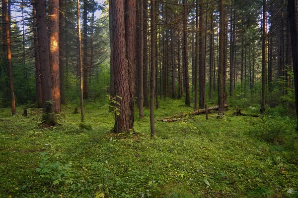 Ліс Крупним Планом Красивий Літній Пейзаж Сонячне Світло Світить Через — стокове фото