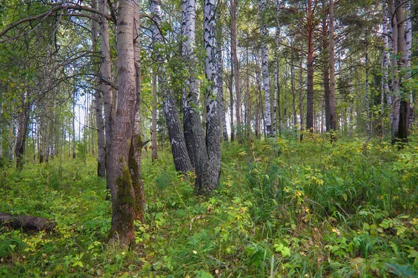 Las Zbliżenie Piękny Letni Krajobraz Światło Słoneczne Świeci Przez Gałęzie — Zdjęcie stockowe