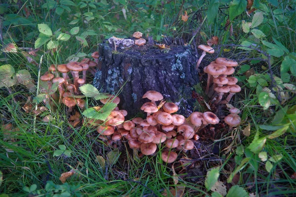 Ein Bündel Armillaria Mellea Pilze Herbstlichen Wald Wächst Baumstamm — Stockfoto