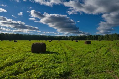 Kırsal alan, ormanın ve gökyüzünün arka planında çayırları biçiyordu. Sonbaharın başı.