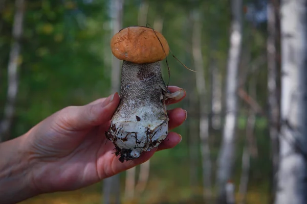 Съедобный Гриб Leccinum Aurantiacum Апельсиновыми Шапками Осеннем Лесу — стоковое фото