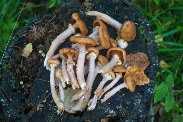 Mazzo Funghi Armillaria Mellea Nella Foresta Autunnale Cresce Tronco Albero — Foto Stock