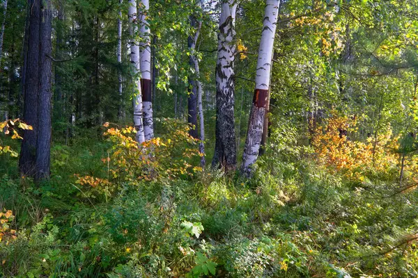 Skogsnäring Vackert Sommarlandskap Solljus Lyser Genom Grenar Träd Med Skuggor — Stockfoto