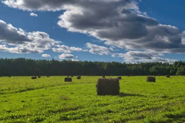 Rural Landscape Mown Meadow Background Forest Sky Early Autumn — Stock Photo, Image