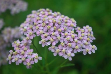 Achillea Millefolium, halk arasında kiraz kuşu olarak bilinir. Yaban çiçeği. Achillea millefolium veya korkuluk pembe çiçekleri kapatın..