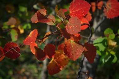 Aspen dalının parlak renkli sonbahar yaprakları. Parlak kırmızı sonbahar yapraklı bir kavak dalı.