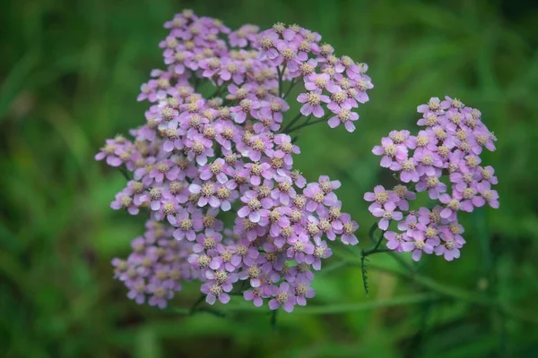 Achillea Millefolium Yarrow 알려져 분홍빛 꽃들이 가까이 — 스톡 사진