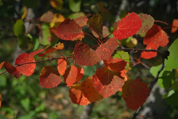 Leuchtend Bunte Herbstliche Blätter Von Espenzweigen Ein Espenzweig Mit Leuchtend — Stockfoto