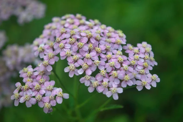 百合花 俗称纱线 粉红的菊花或纱线粉红的花朵紧密相连 — 图库照片