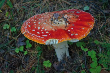 Fly Agaric Mantar, psikoaktif bazidiyomicete mantarı ve yenilemez zehirli mantardır..