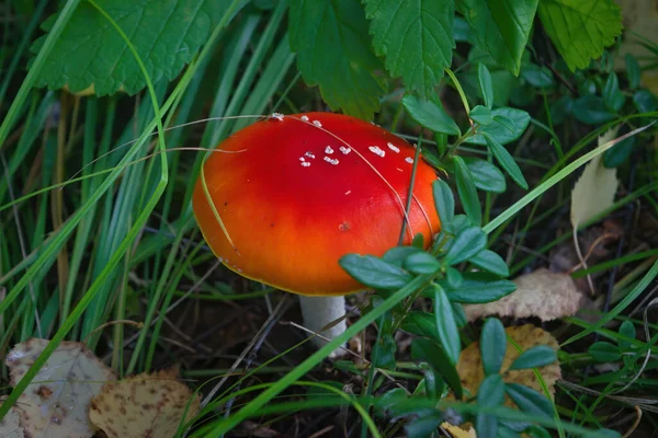 Mucha Agaric Mushroom Psychoaktywny Grzyb Podstawnokomórkowy Niejadalny Trujący Grzyb — Zdjęcie stockowe