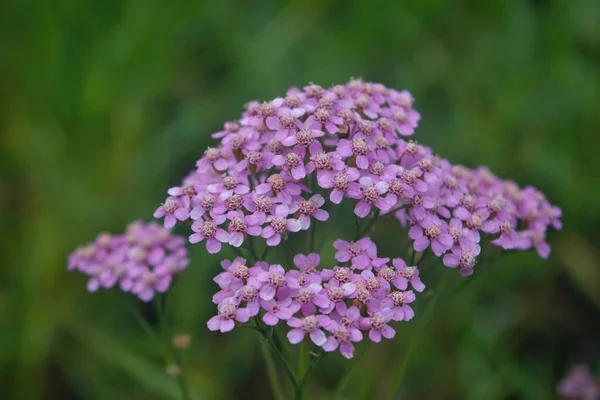 百合花 俗称纱线 粉红的菊花或纱线粉红的花朵紧密相连 — 图库照片