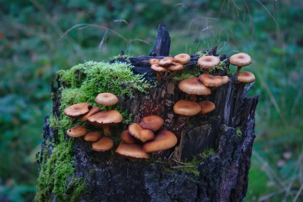 Banda Grzybów Armillaria Mellea Jesiennym Lesie Rośnie Pnia Drzewa — Zdjęcie stockowe