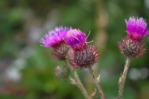 Rosa Blüten Einer Klette Heilpflanze Kräuter Blühende Burdocks — Stockfoto