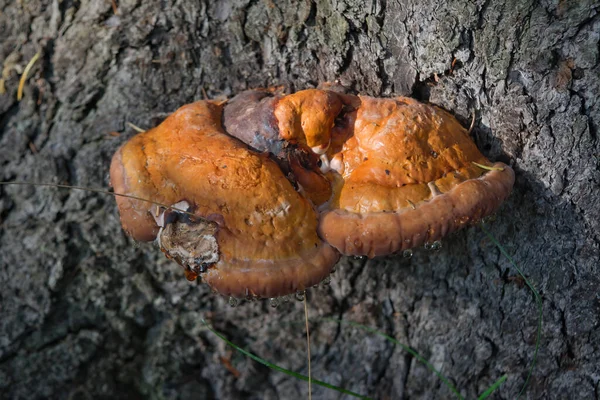 Corpos Fruto Ganoderma Lucidum Tronco Uma Árvore Close — Fotografia de Stock