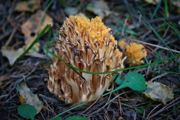 Edible Mushroom Ramaria Flava Growing Coniferous Forest Yellow Coral Mushroom — Stock Photo, Image