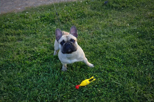 Kutyafajta Francia Bulldog Világos Színű Séták Erdőben Egy Zöld Gyep — Stock Fotó