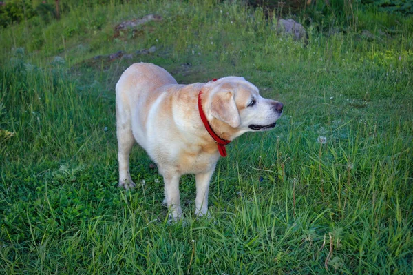 Golden Labrador Retriever Egy Zöld Füvön Tavaszi Parkban — Stock Fotó