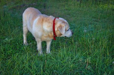 Bahar parkındaki yeşil çimlerin üzerinde Altın Labrador Retriever.