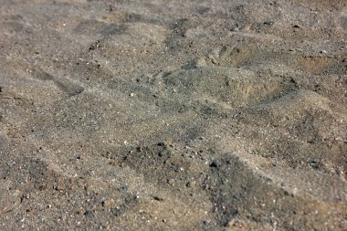 Kum makrosu yakın çekim. Islak kumun doğal dokusu. Yakın plan fotoğraf. Arkaplan.