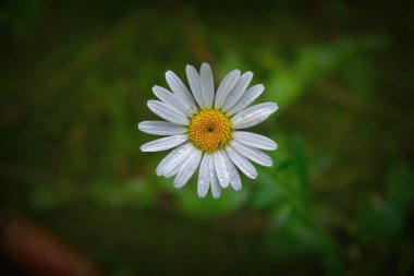 Bulanık doğal arka planda, yabani papatya çiçeğinin yakın plan görüntüsü.