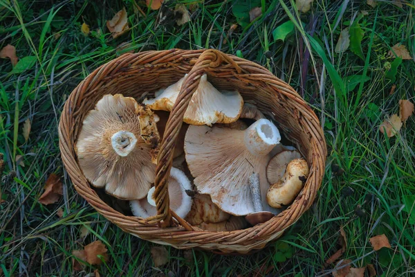 Cesta Llena Hongos Frescos Otoño Cesta Champiñones Bosque Fresco Cerca — Foto de Stock