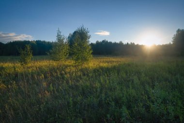 Orman ve mavi gökyüzünün arka planında yeşil çayır..