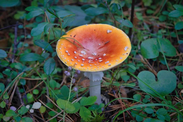 Kahverengi Fly Agaric Veya Kral Fly Agaric Latince Adı Amanita — Stok fotoğraf