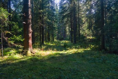 Orman kapanışı, güzel yaz manzarası, güneş ışığı dalların arasından parlıyor, gölgeli ağaçlar yolculuk yeri manzarası.