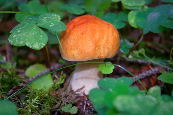 Single Beautiful Aspen Mushroom Leccinum Aurantiacum Wild Summer Forest — Stock Photo, Image