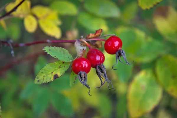 Zbliżenie Jagód Róży Psiej Pies Róży Owoce Rosa Canina Dzikie — Zdjęcie stockowe