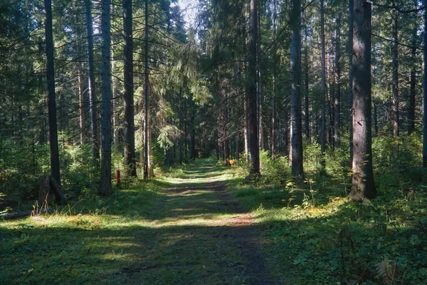 Ліс Крупним Планом Красивий Літній Пейзаж Сонячне Світло Світить Через — стокове фото