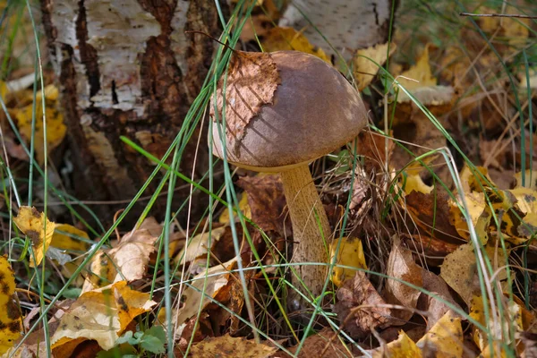 Piękne Jadalne Grzyby Leccinum Jesiennym Lesie Zbliżenie — Zdjęcie stockowe