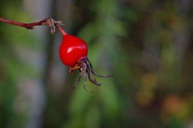 Köpek gülü böğürtlenlerine yakın çekim. Köpek gülü meyveleri. Rosa canina. Vahşi gül kalçaları doğada.