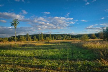 Mavi gökyüzüne ve beyaz bulutlara karşı orman ve yeşil çayır manzarası.