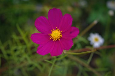 Bahçedeki güzel mor kozmos çiçekleri. Violet çiçek resimleri. Cosmos Bipinnatus, yaygın olarak bahçe kozmosu ya da Meksika paskalyası olarak bilinir..